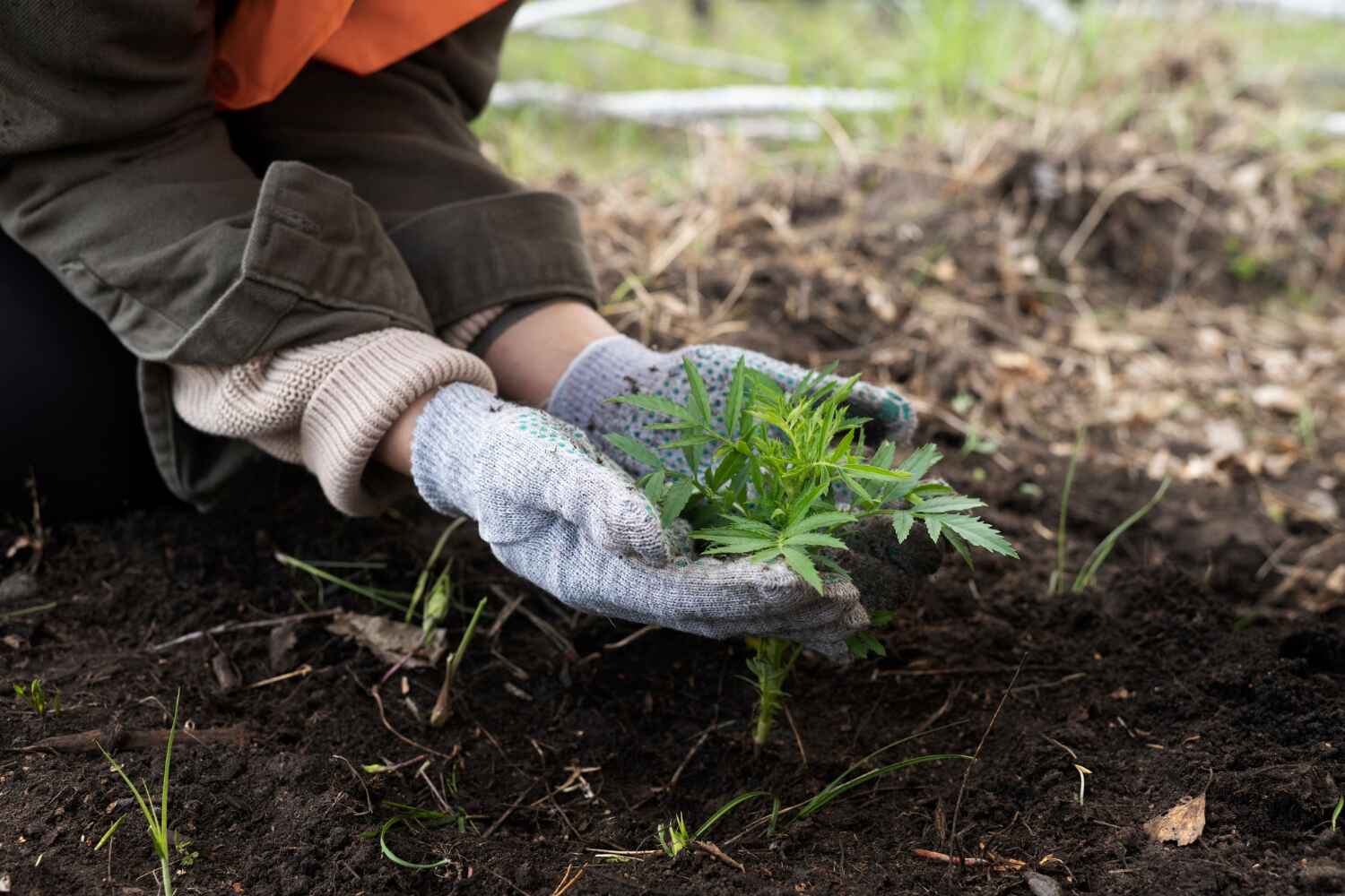 The Steps Involved in Our Tree Care Process in Lake Camelot, IL